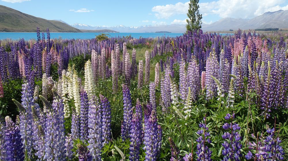 Lupine