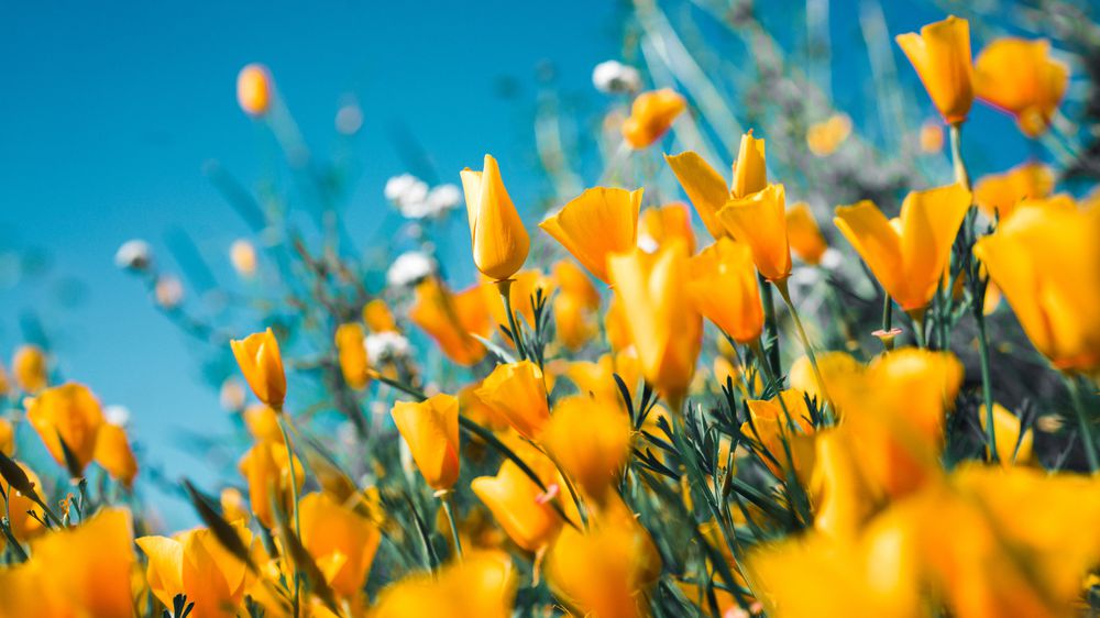 Yellow Bloom
