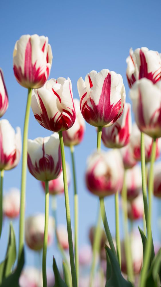 Tulips