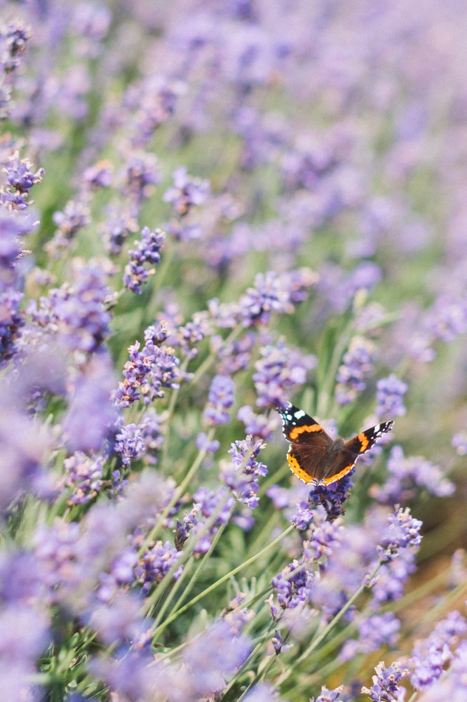 Lavender Field