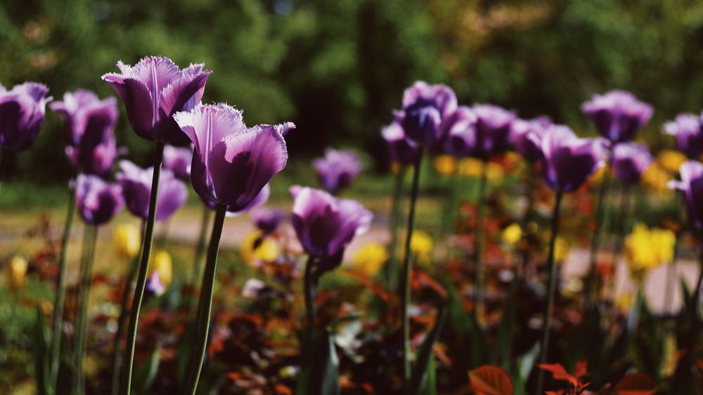 Purple Flowers