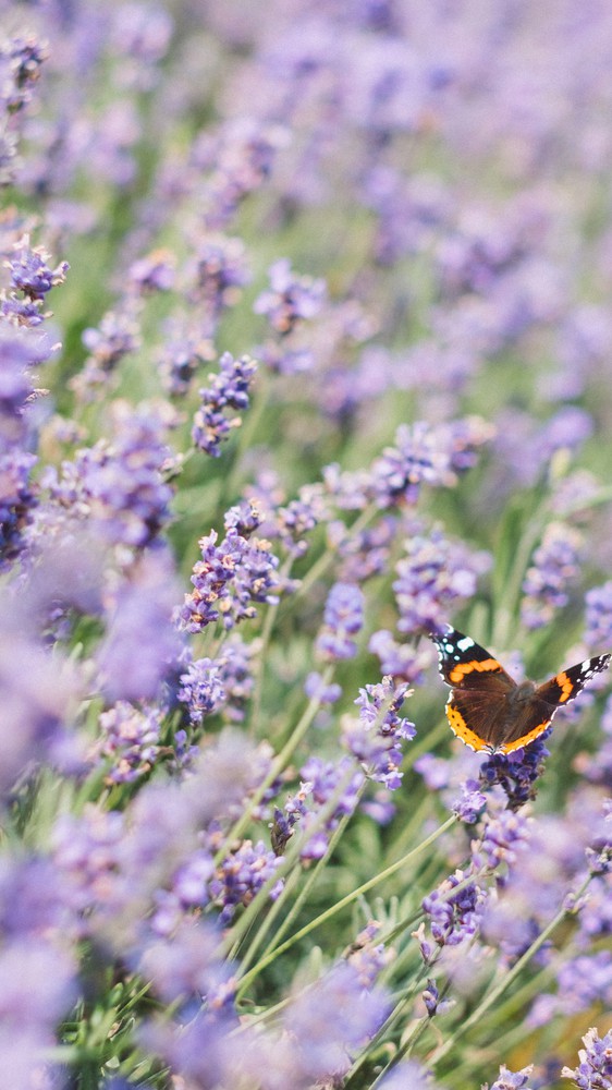 Lavender Field