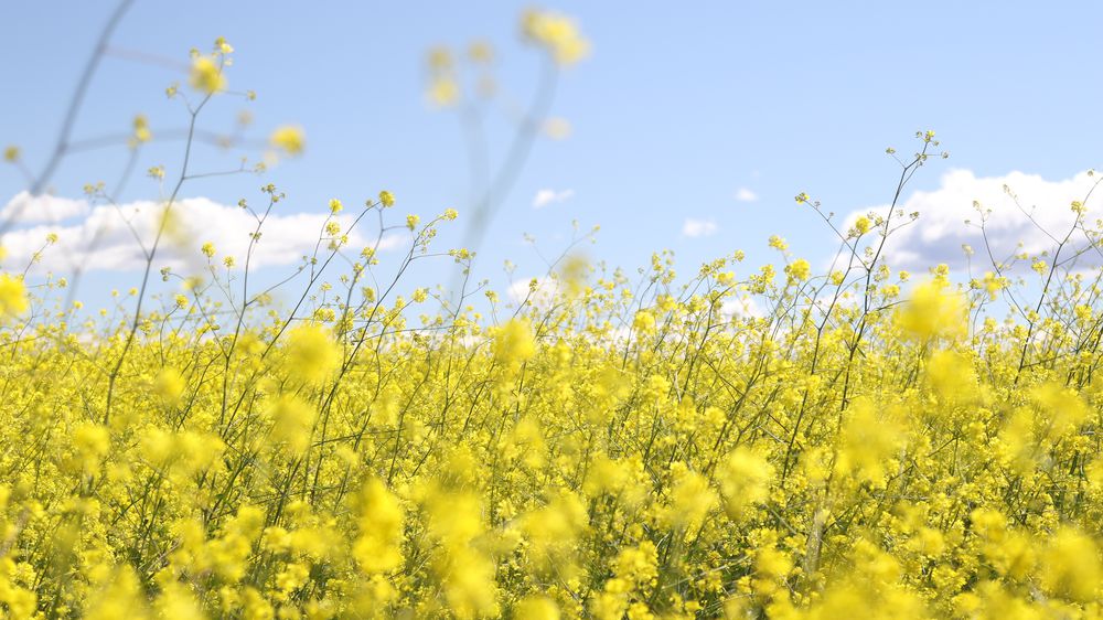 Yellow Bloom