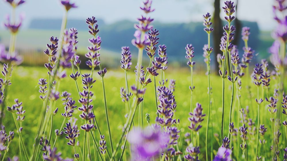 Sweet Lavender