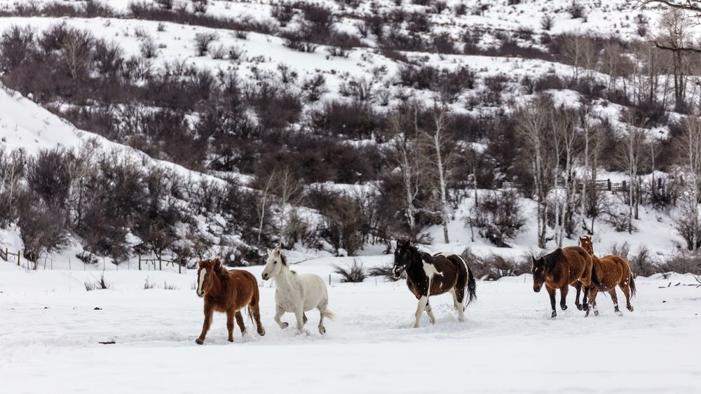 A mixed herd of wild and domesticated horses