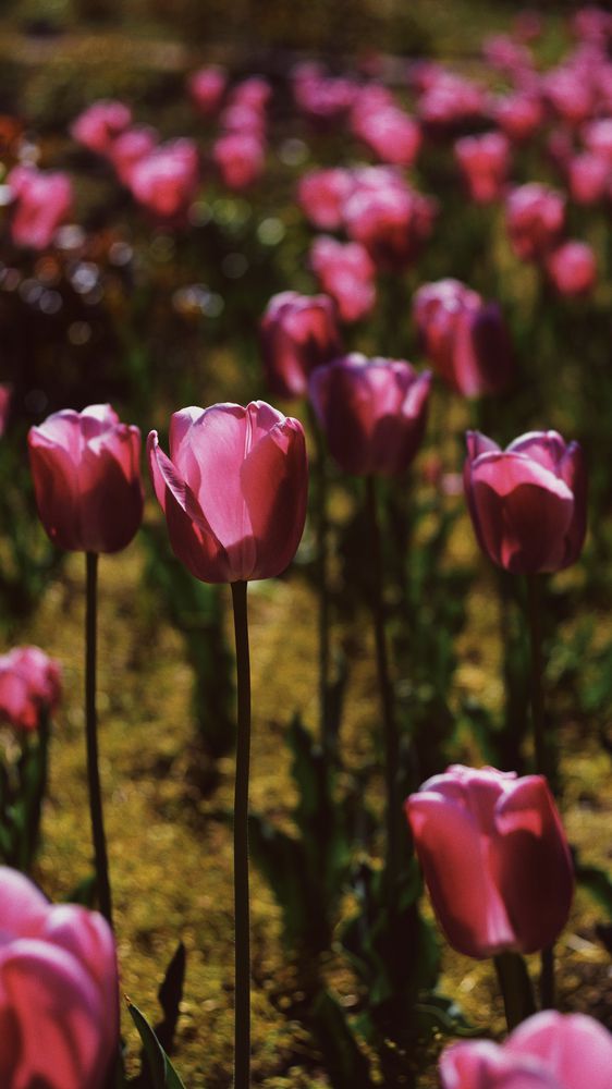 Pink Tulips