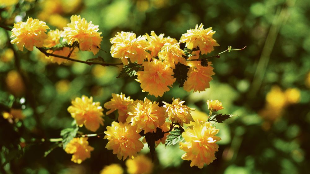 Yellow Flowers