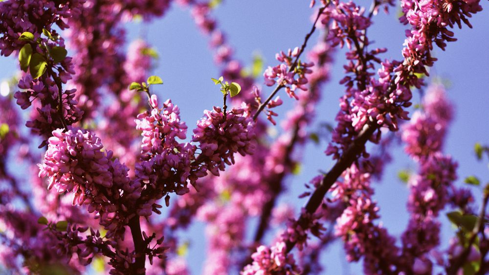 Cherry Blossoms