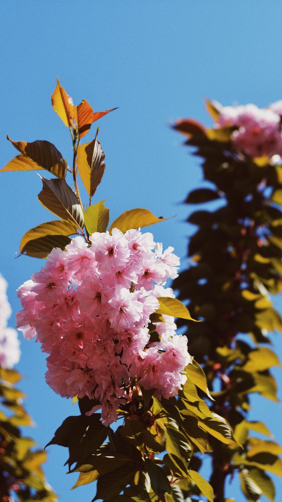 Bloom