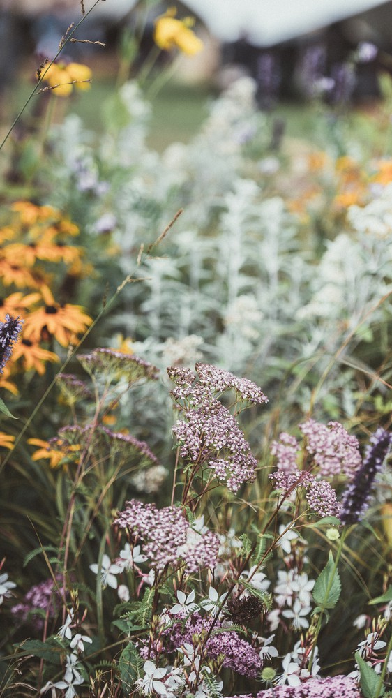 Wild Flowers