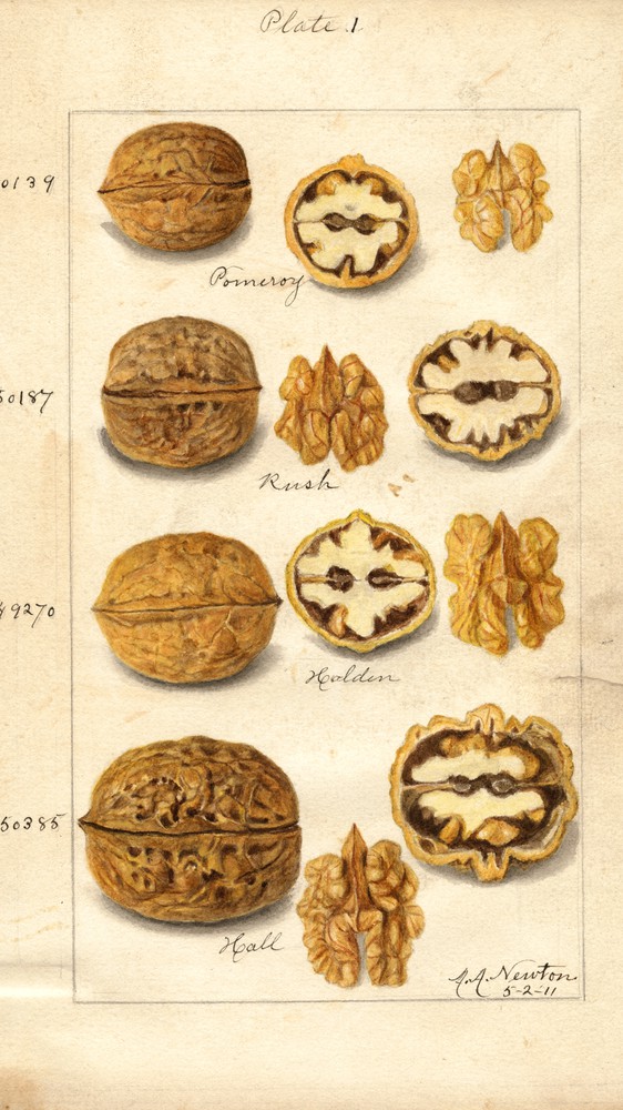 Juglans