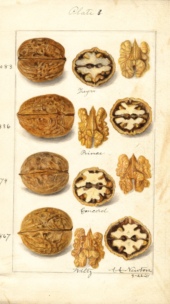 Juglans