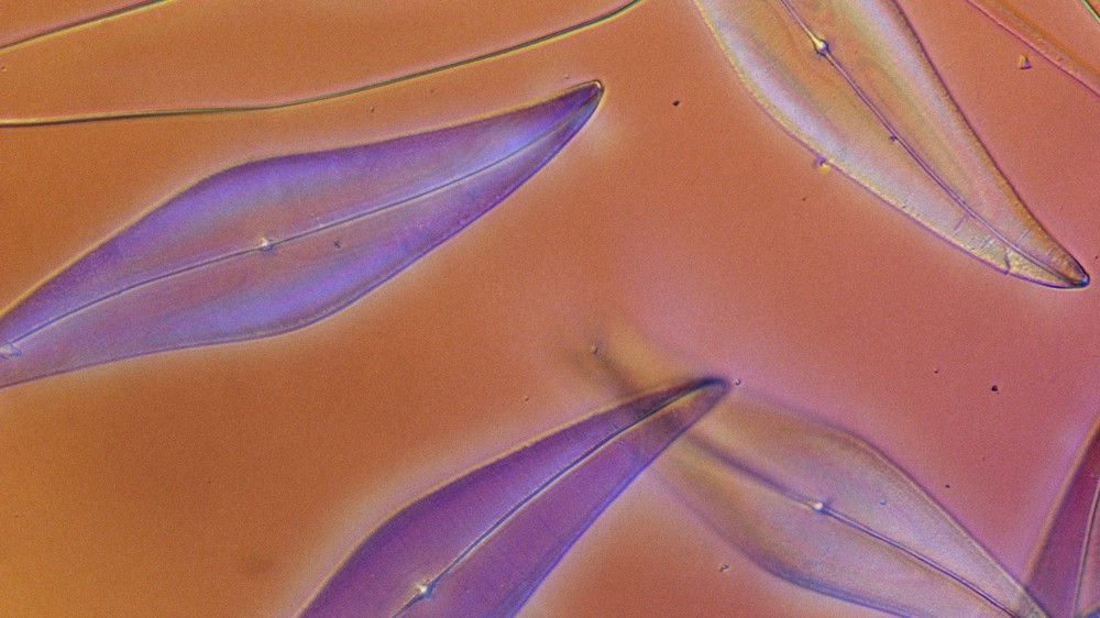 The Art of Science