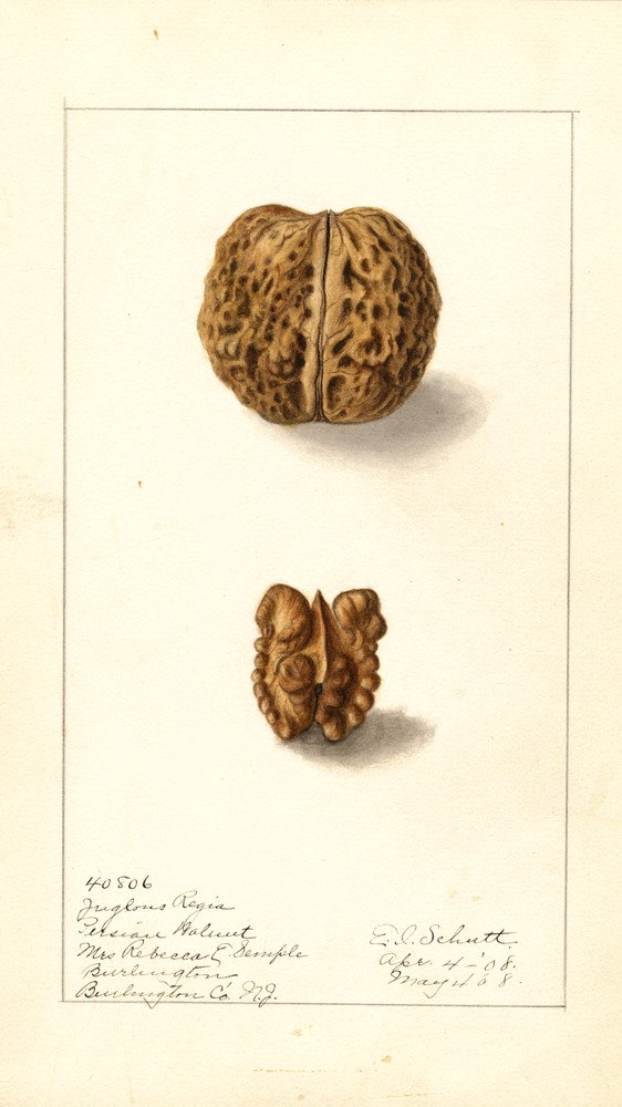 Juglans Regia