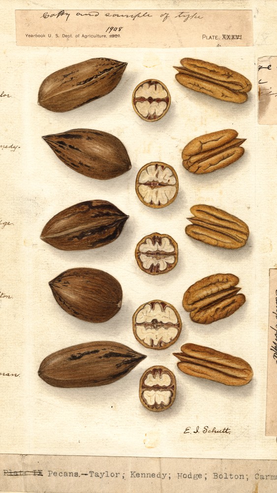 Carya Illinoinensis