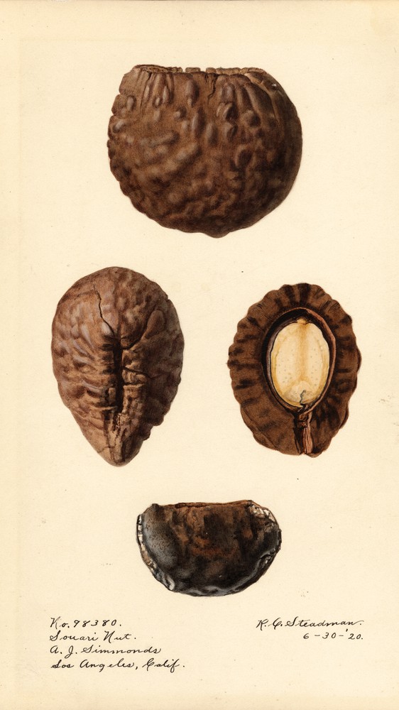 Caryocar Nuciferum