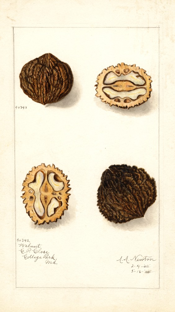 Juglans