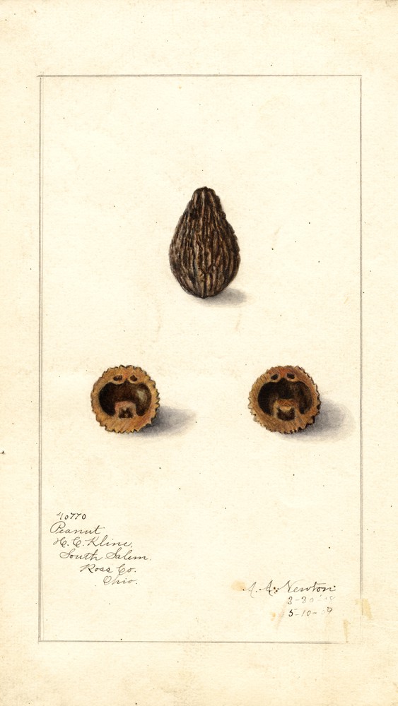Arachis