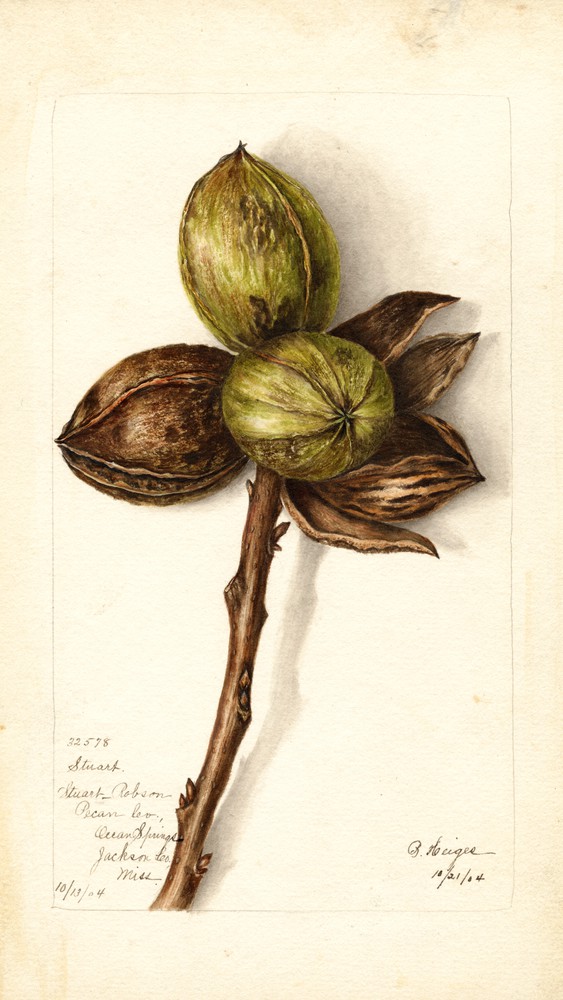 Carya Illinoinensis