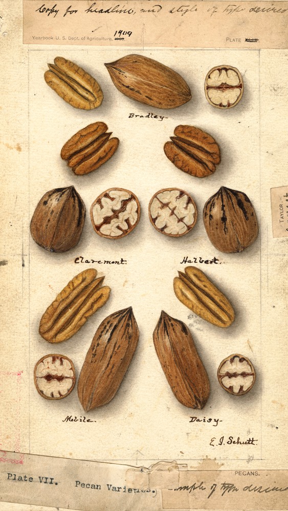 Carya Illinoinensis