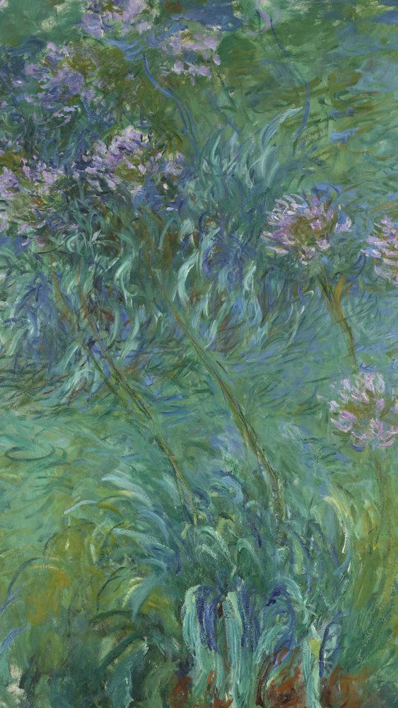 Agapanthus