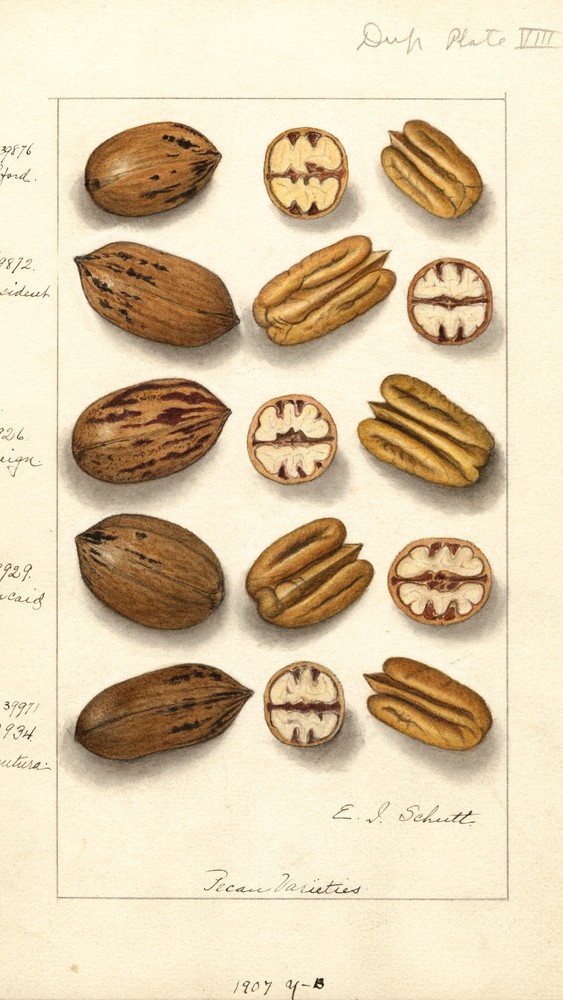 Carya Illinoinensis
